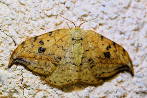 Drepana falcataria